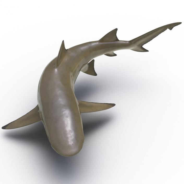 3D Sicklefin Lemon Shark Pose 2 model