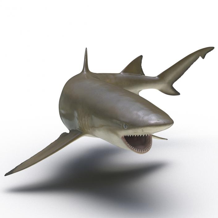 3D Sicklefin Lemon Shark Pose 2 model