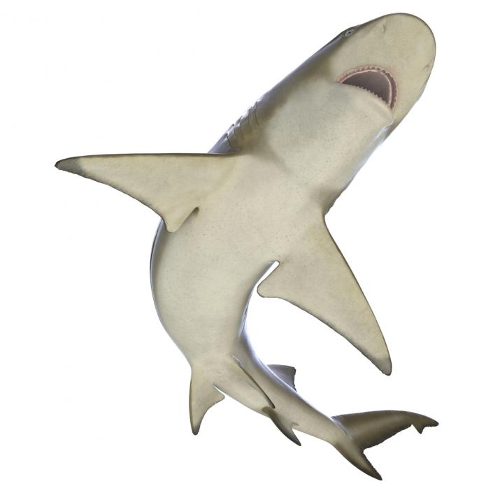 3D Sicklefin Lemon Shark Pose 2 model