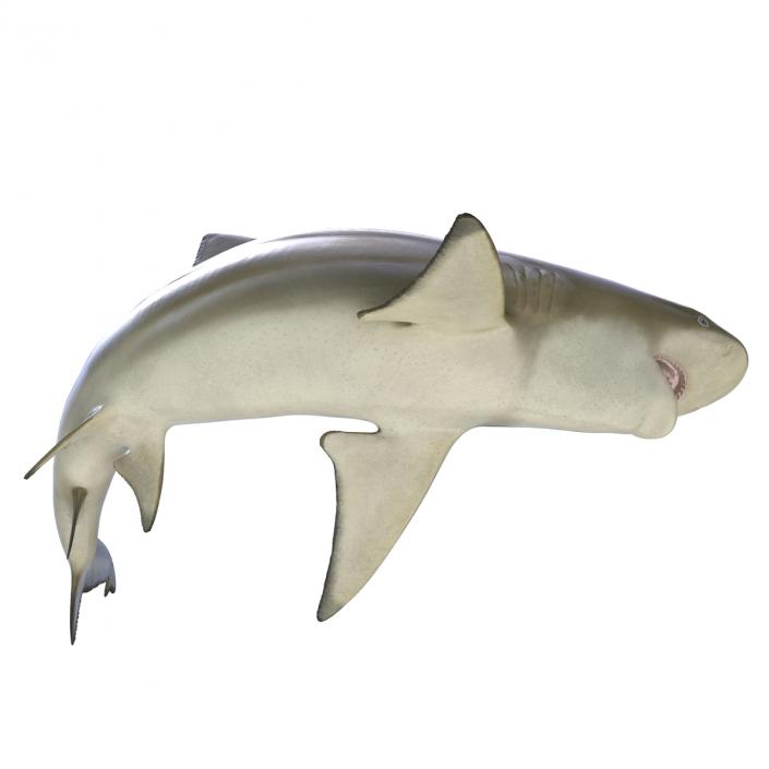 3D Sicklefin Lemon Shark Pose 2 model