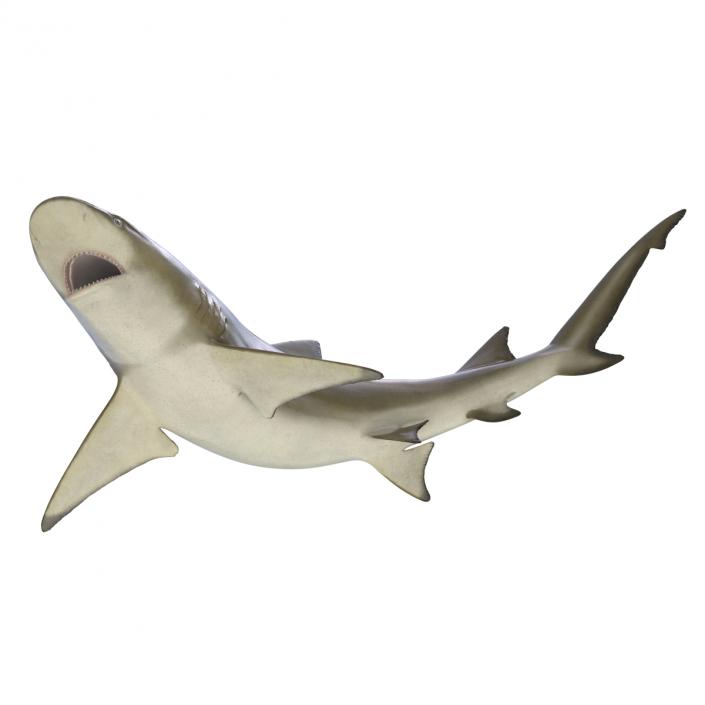 3D Sicklefin Lemon Shark Pose 2 model