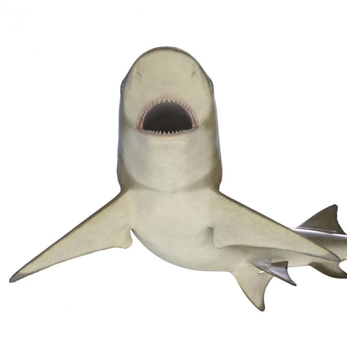 3D Sicklefin Lemon Shark Pose 2 model