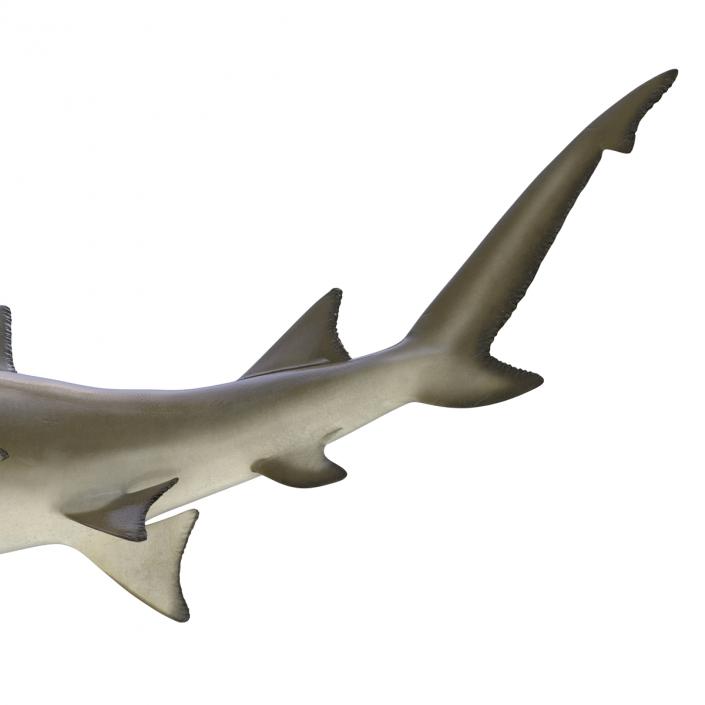 3D Sicklefin Lemon Shark Pose 2 model