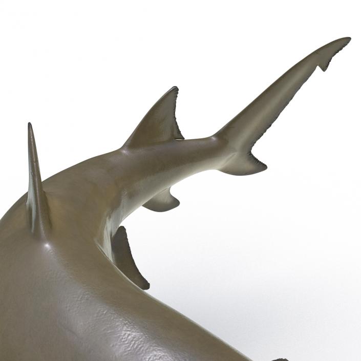 3D Sicklefin Lemon Shark Pose 2 model