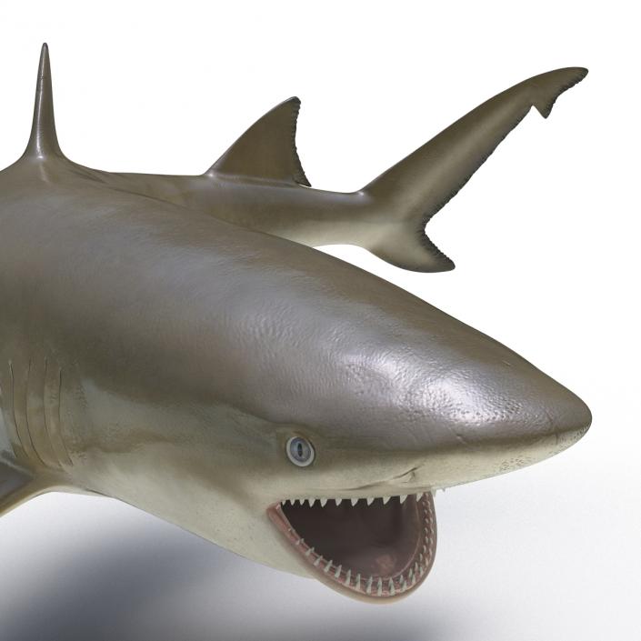 3D Sicklefin Lemon Shark Pose 2 model