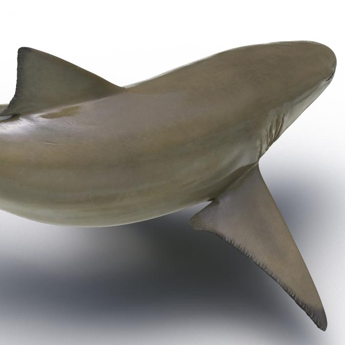 3D Sicklefin Lemon Shark Pose 2 model