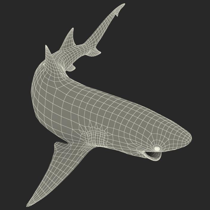 3D Sicklefin Lemon Shark Pose 2 model