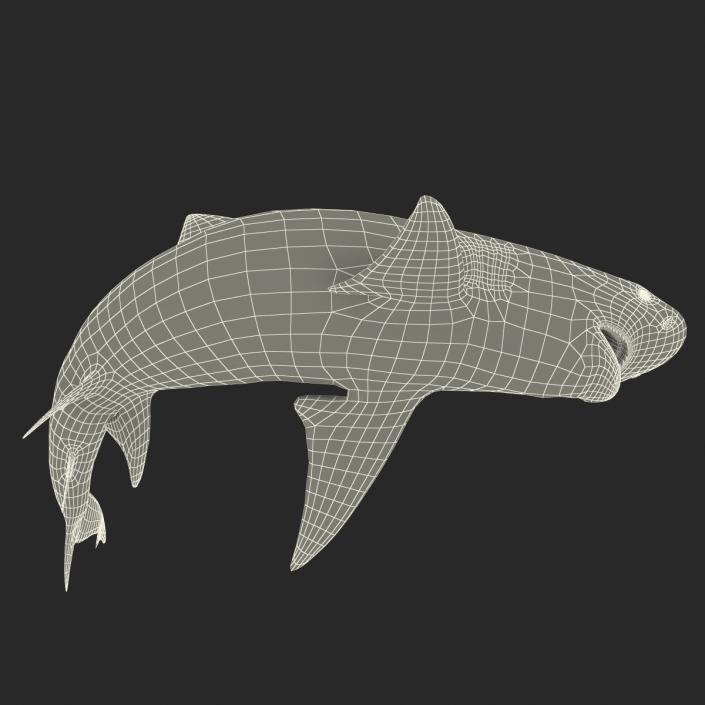 3D Sicklefin Lemon Shark Pose 2 model