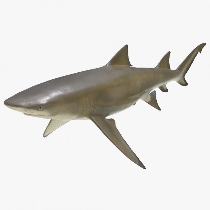 3D Sicklefin Lemon Shark