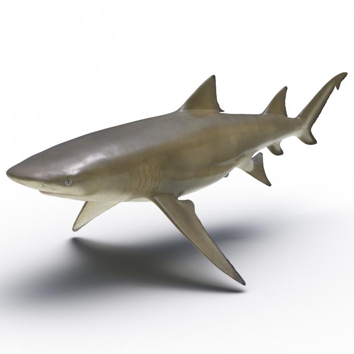 3D Sicklefin Lemon Shark