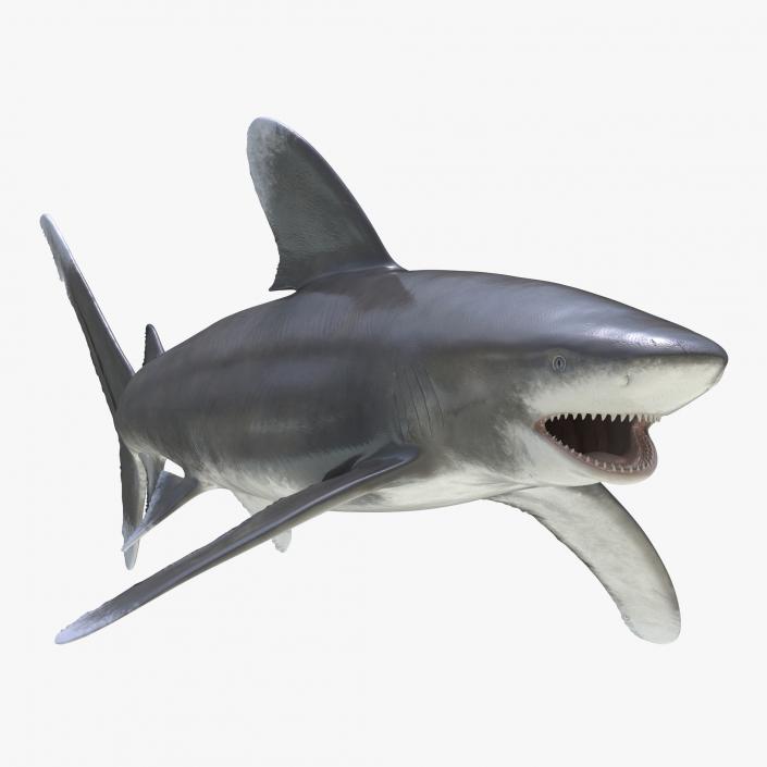 Oceanic Whitetip Shark Rigged 3D model