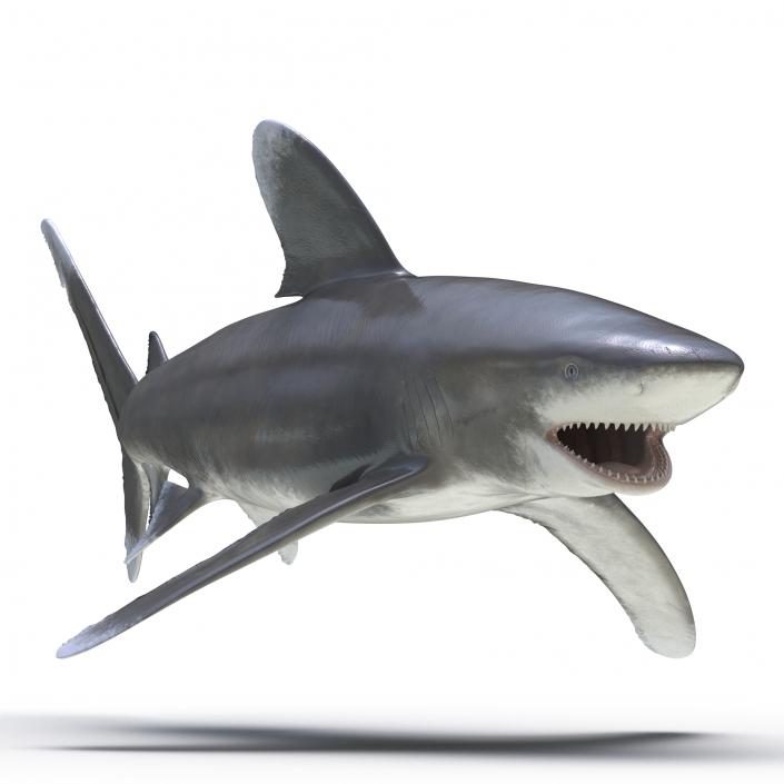 Oceanic Whitetip Shark Rigged 3D model