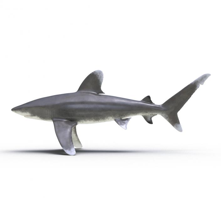 Oceanic Whitetip Shark Rigged 3D model