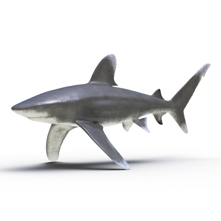 Oceanic Whitetip Shark Rigged 3D model