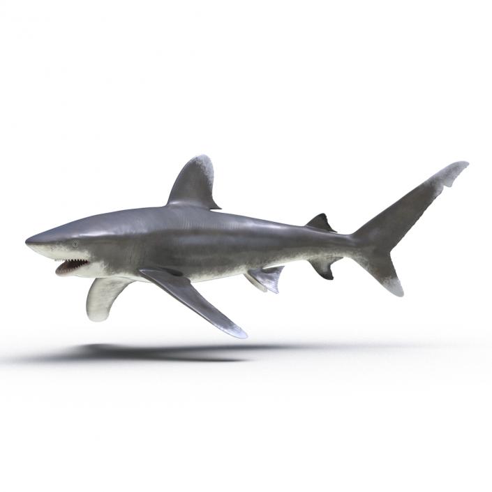 Oceanic Whitetip Shark Rigged 3D model