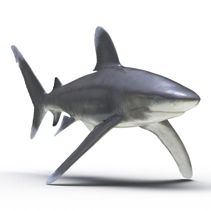 Oceanic Whitetip Shark Rigged 3D model