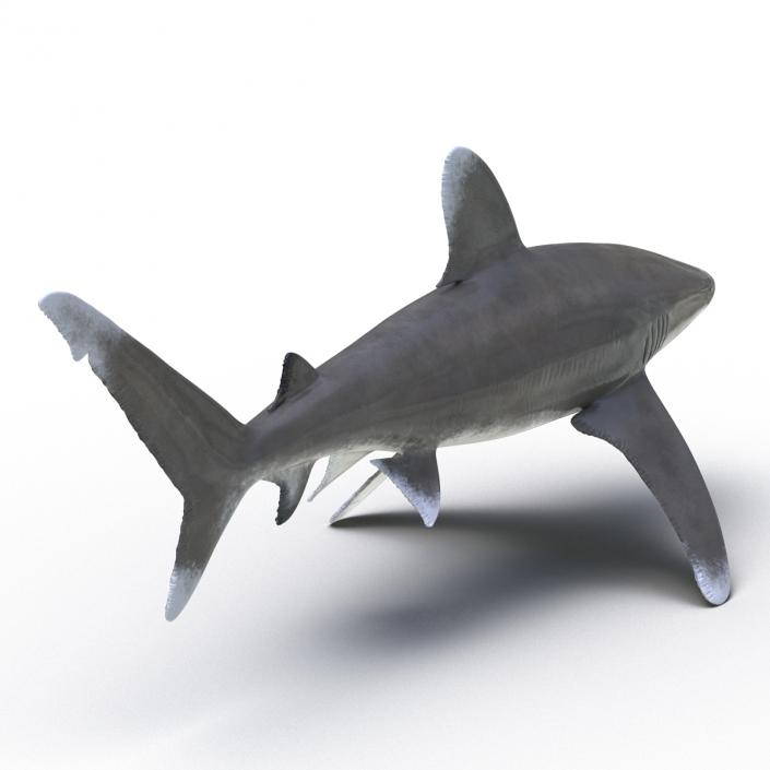 Oceanic Whitetip Shark Rigged 3D model