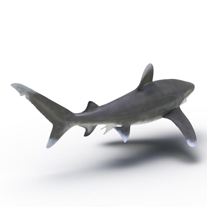 Oceanic Whitetip Shark Rigged 3D model