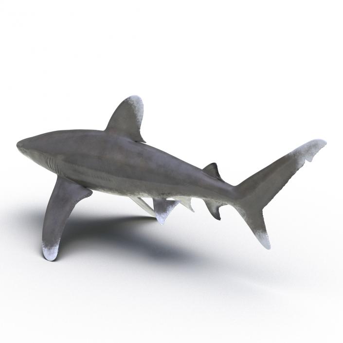 Oceanic Whitetip Shark Rigged 3D model