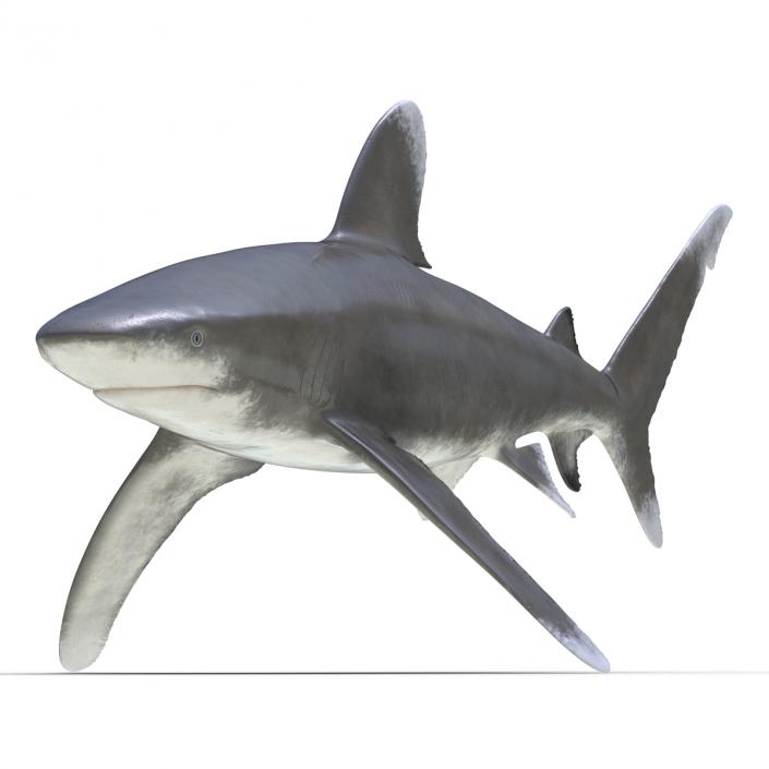 Oceanic Whitetip Shark Rigged 3D model