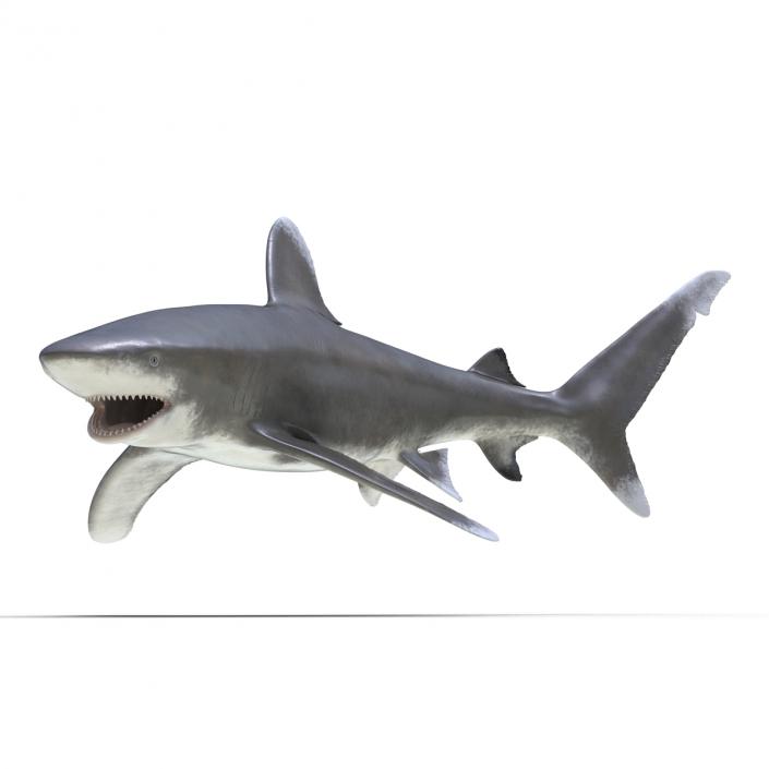 Oceanic Whitetip Shark Rigged 3D model