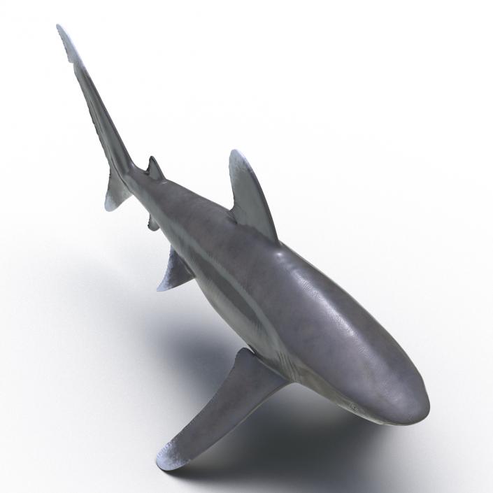 Oceanic Whitetip Shark Rigged 3D model