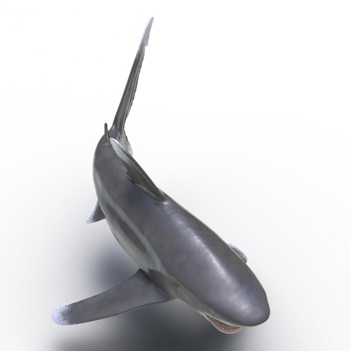 Oceanic Whitetip Shark Rigged 3D model