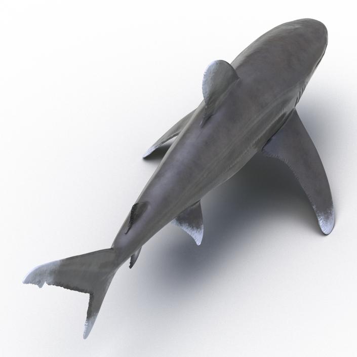 Oceanic Whitetip Shark Rigged 3D model