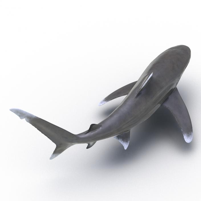 Oceanic Whitetip Shark Rigged 3D model