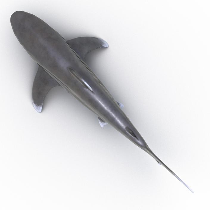 Oceanic Whitetip Shark Rigged 3D model