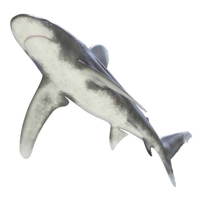 Oceanic Whitetip Shark Rigged 3D model