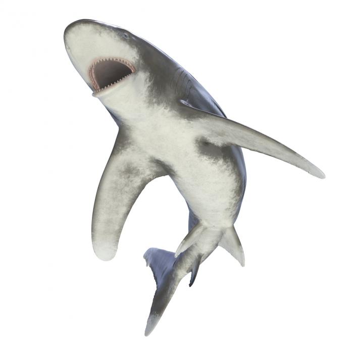 Oceanic Whitetip Shark Rigged 3D model