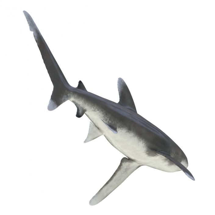 Oceanic Whitetip Shark Rigged 3D model