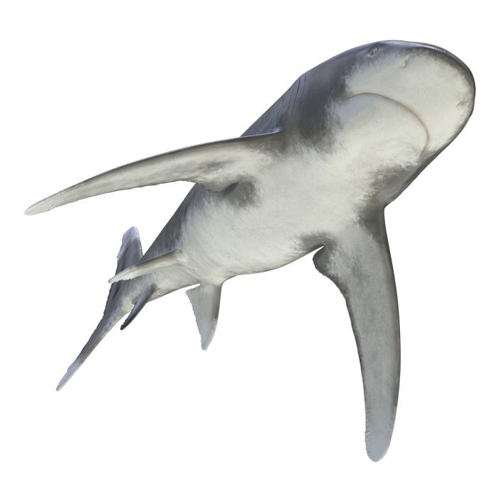 Oceanic Whitetip Shark Rigged 3D model