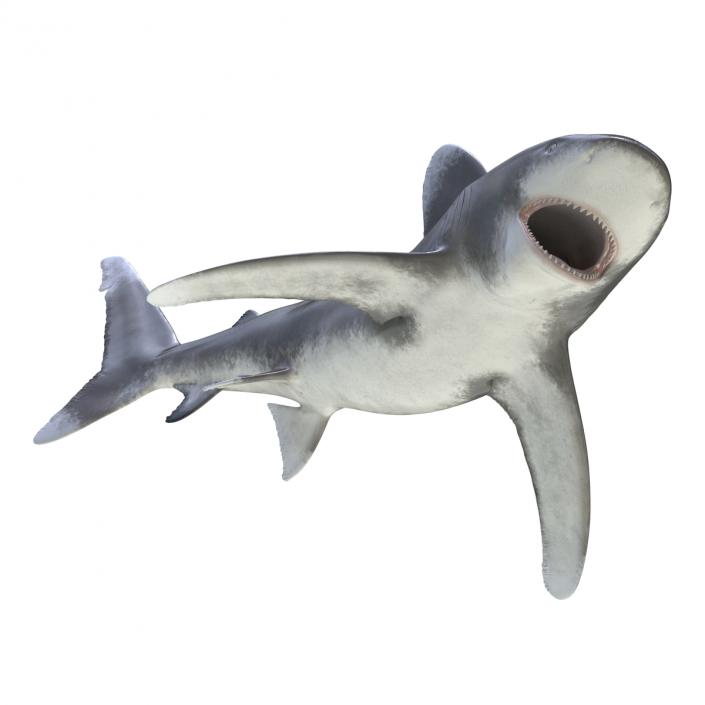 Oceanic Whitetip Shark Rigged 3D model