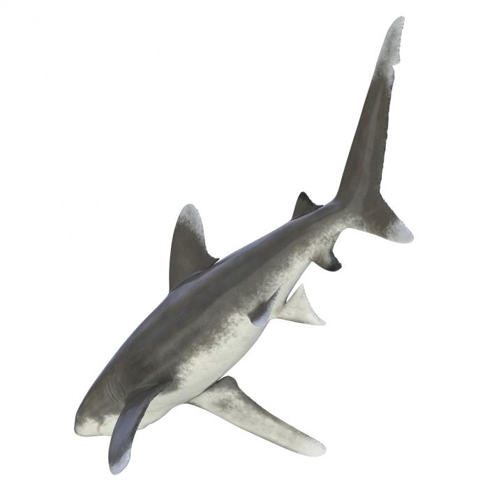 Oceanic Whitetip Shark Rigged 3D model