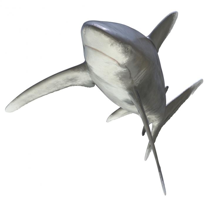 Oceanic Whitetip Shark Rigged 3D model