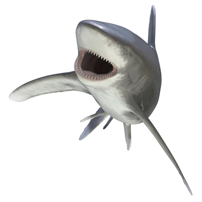 Oceanic Whitetip Shark Rigged 3D model