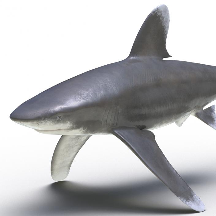 Oceanic Whitetip Shark Rigged 3D model