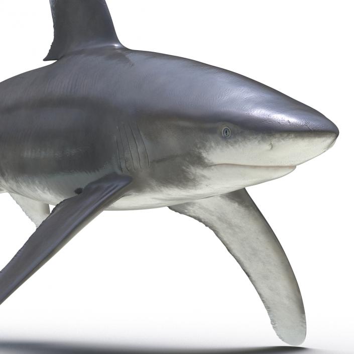 Oceanic Whitetip Shark Rigged 3D model