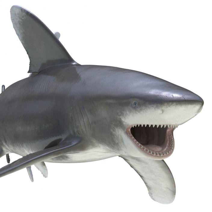 Oceanic Whitetip Shark Rigged 3D model