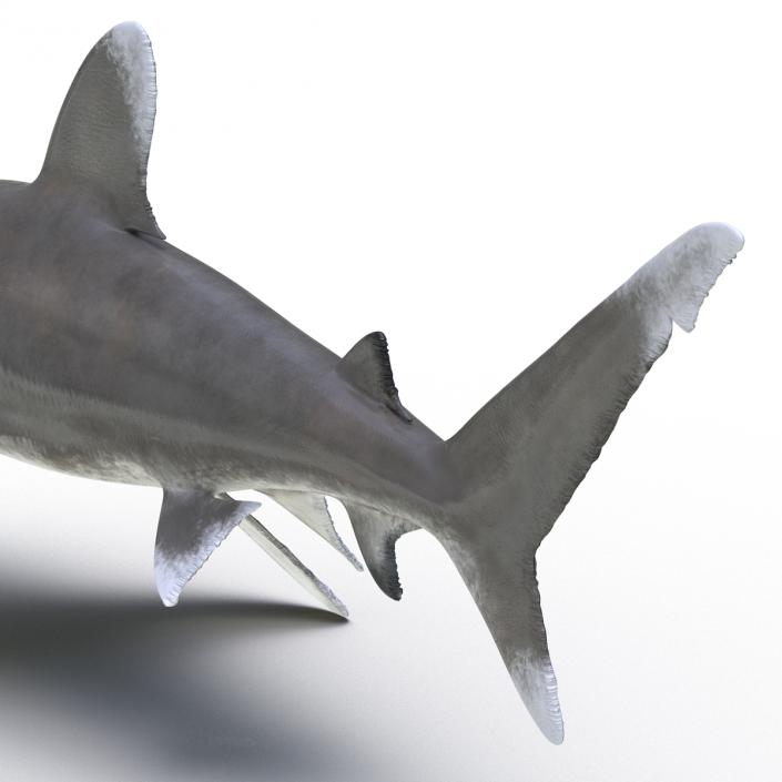 Oceanic Whitetip Shark Rigged 3D model