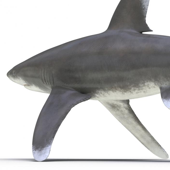 Oceanic Whitetip Shark Rigged 3D model