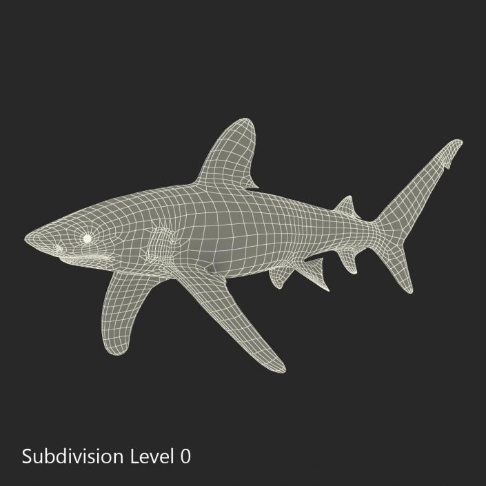 Oceanic Whitetip Shark Rigged 3D model