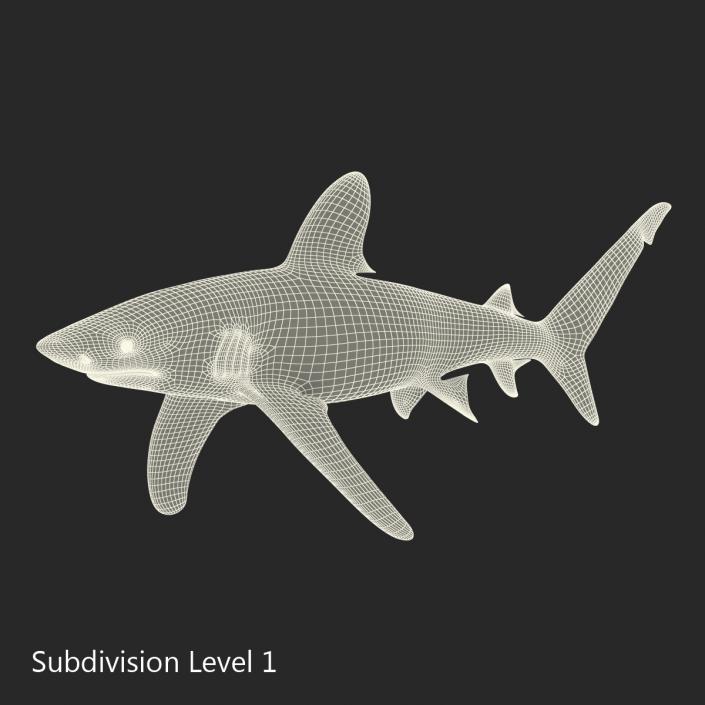 Oceanic Whitetip Shark Rigged 3D model