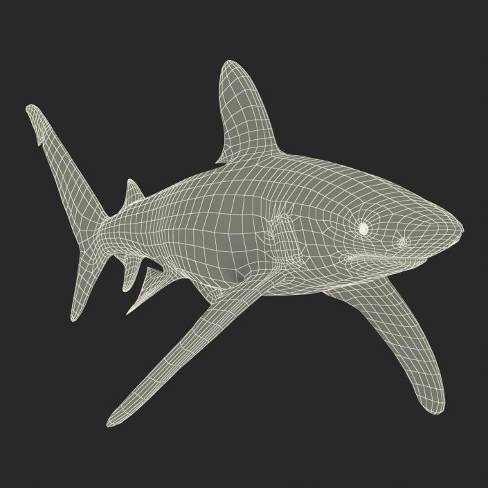 Oceanic Whitetip Shark Rigged 3D model