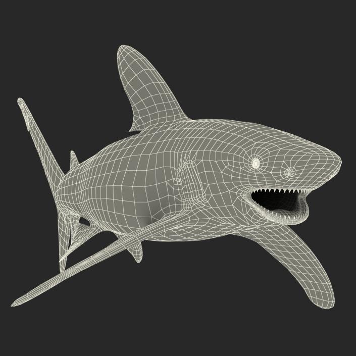 Oceanic Whitetip Shark Rigged 3D model