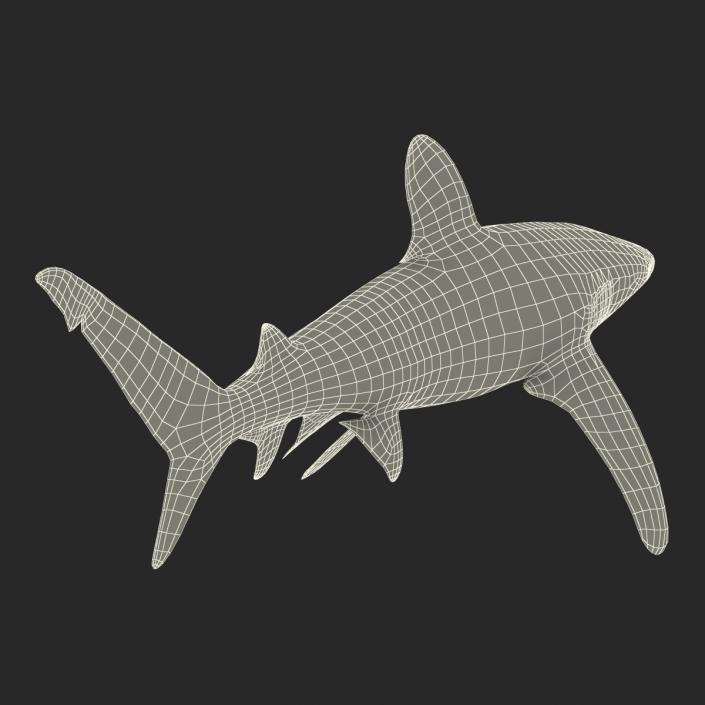 Oceanic Whitetip Shark Rigged 3D model