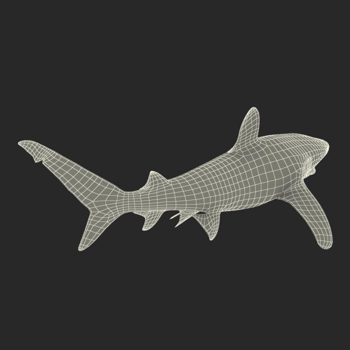 Oceanic Whitetip Shark Rigged 3D model