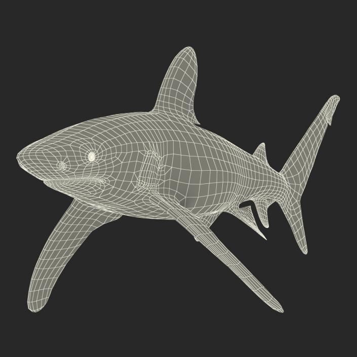 Oceanic Whitetip Shark Rigged 3D model